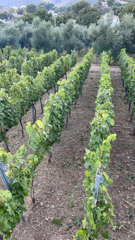 Vino tinto Malvajio Málaga