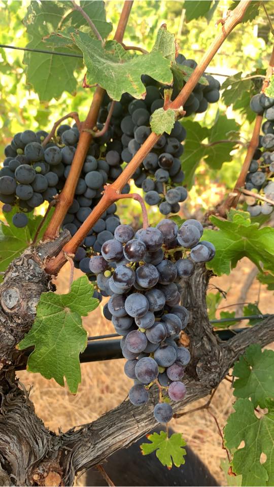 Vino tinto Malvajio Málaga