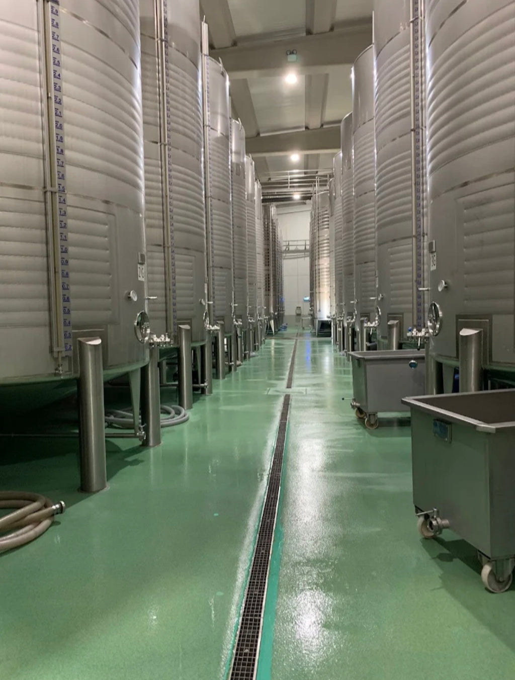 Vino D.O. Rueda// Canto Real. Verdejo 100% - 2025. Caja 6 Botellas.