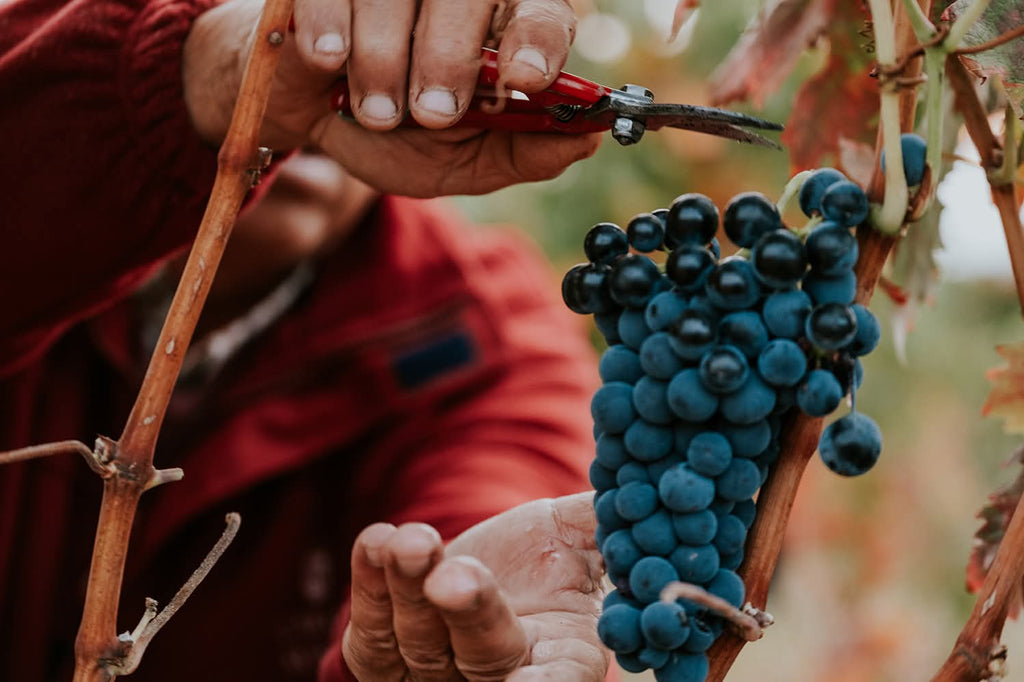 Vino Tinto Carlos Serres Crianza.