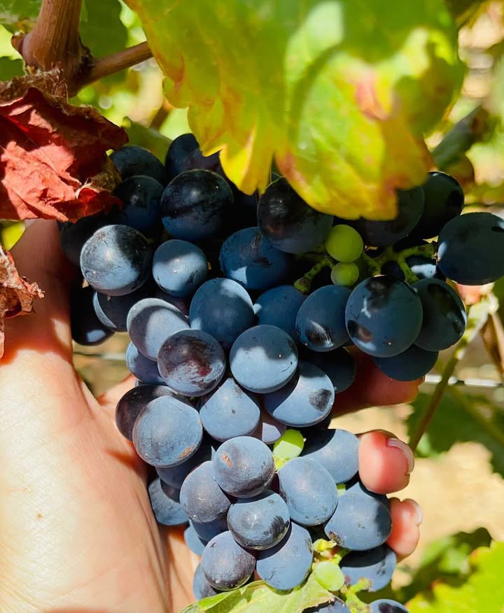 Vino tinto Malvajio Málaga