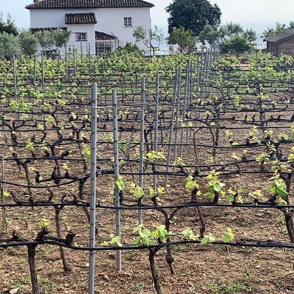 Vino tinto Malvajio Málaga