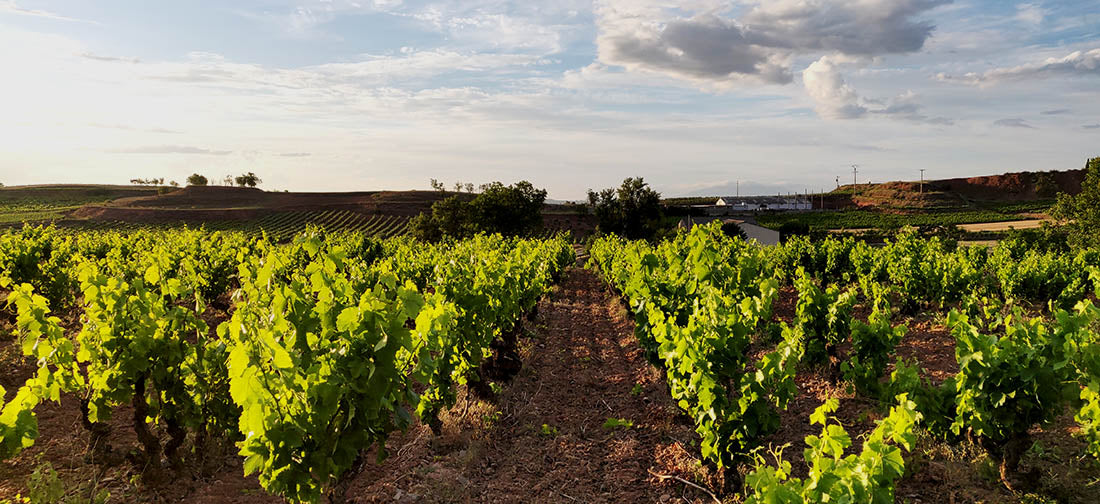Vino Tinto Carlos Serres Crianza.