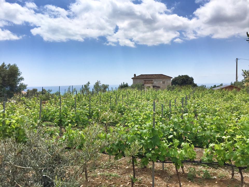 Vino tinto Malvajio Málaga