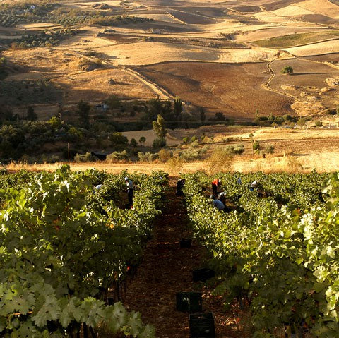 Vino Tinto D. O. Sierras de Málaga Descalzos Viejos