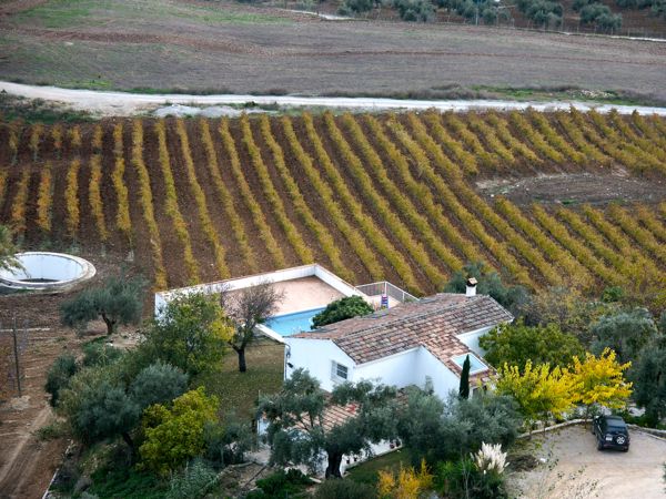 Vino Tinto D. O. Sierras de Málaga Descalzos Viejos