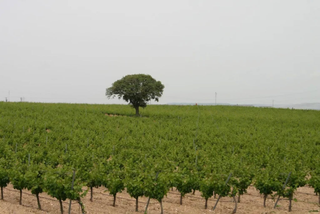 Vino D.O. Rueda// Canto Real. Verdejo 100% - 2025. Caja 6 Botellas.