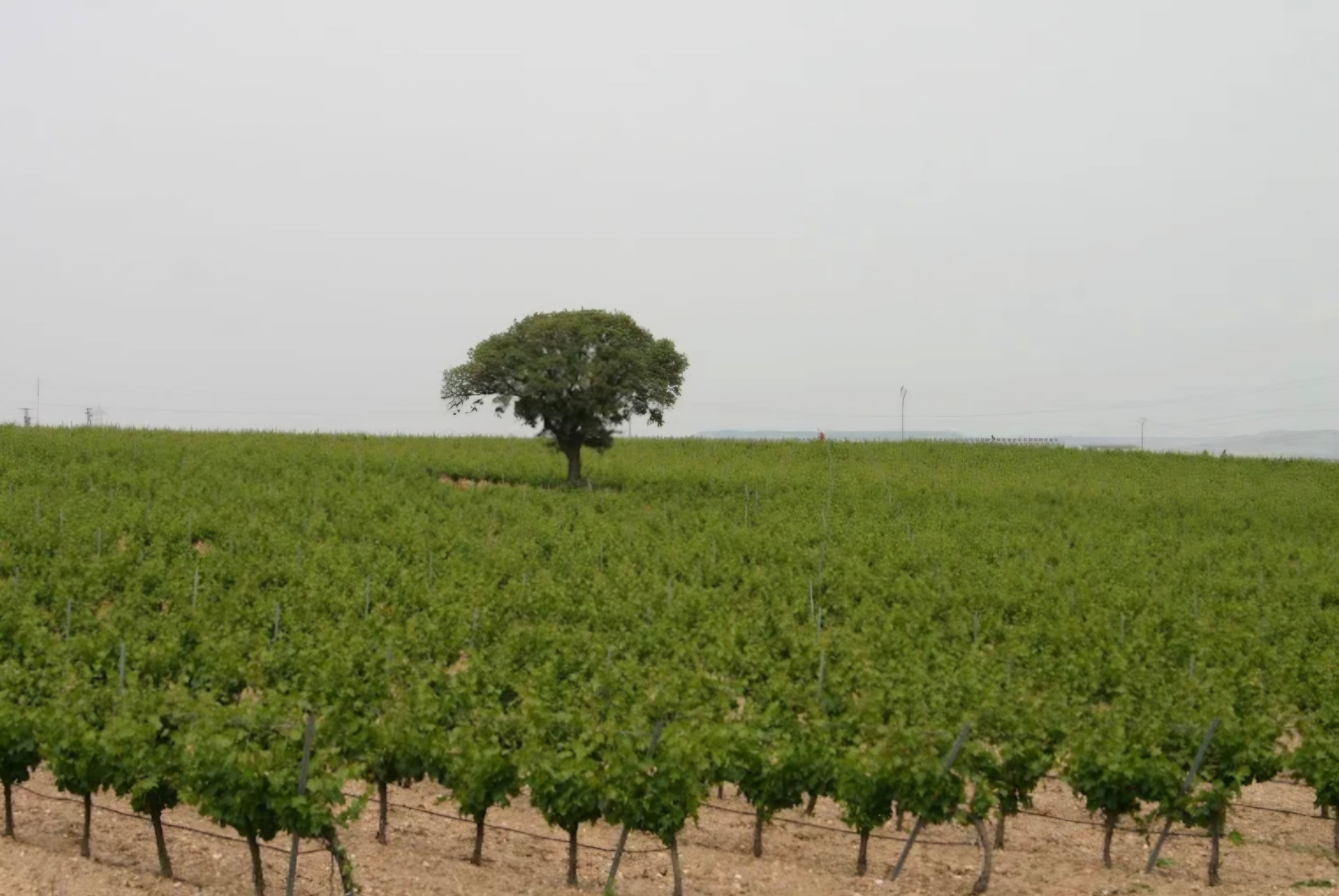 Vino D.O. Rueda// Canto Real. Verdejo 100% - 2025. Caja 6 Botellas.